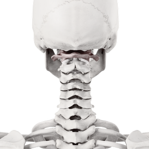 Chiropractic and neuroplasticity care in Gulfport